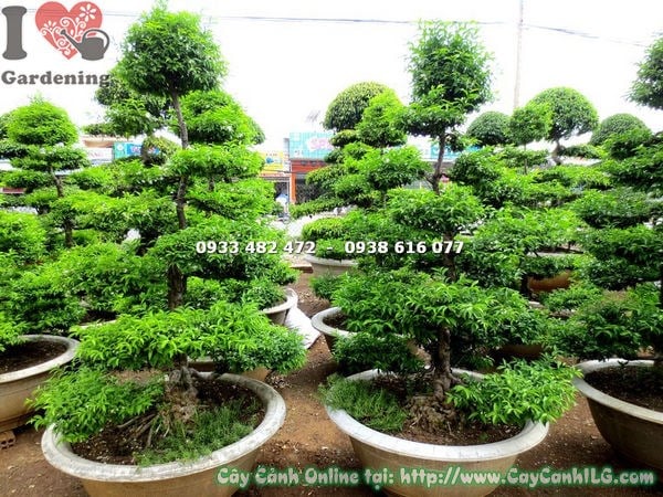 Chi tiết thân cây mai chiếu thủy bonsai kiểng cổ 2m – gốc già cổ kính