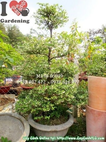 Cây mai chiếu thủy kiểng cổ cao 1,8m dáng cổ thụ Ms 05829