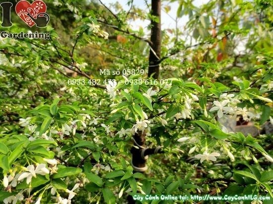 Cây mai chiếu thủy kiểng cổ 1m8 gốc xù xì cổ kính tán đẹp