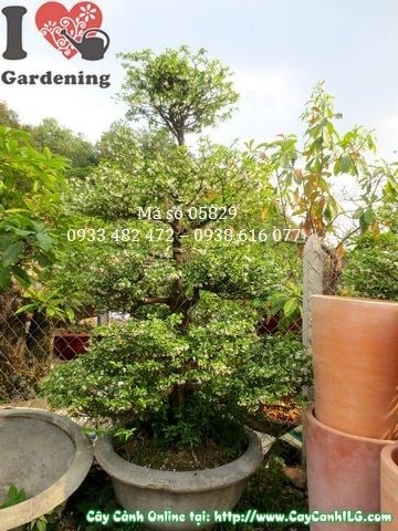Hoa mai chiếu thủy kiểng cổ trắng thơm dáng đẹp cao 1,8m