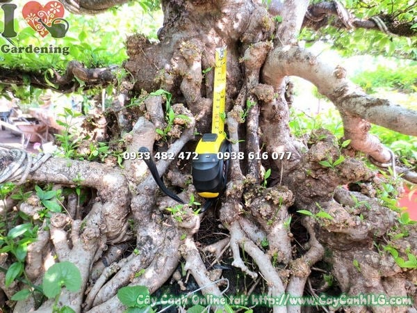 Cây mai chiếu thủy kiểng cổ lớn hoa trắng Ms 17897