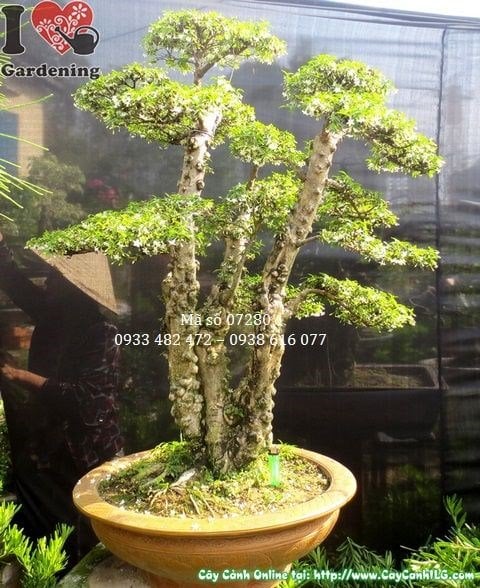 Cây mai chiếu thủy lá nhỏ bonsai già cao 105cm nhìn chính diện tại vườn ILG
