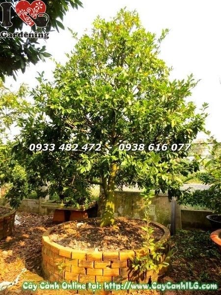 dịch vụ vận chuyển cây mai cổ thụ cao 4m toàn quốc