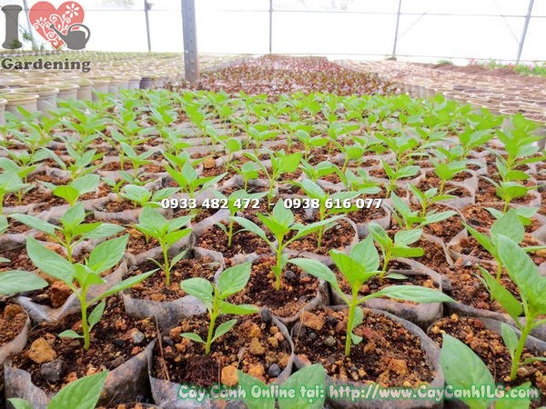 Cây mai địa thảo giống tại vườn ILG, cây khỏe sẵn sàng trồng thảm