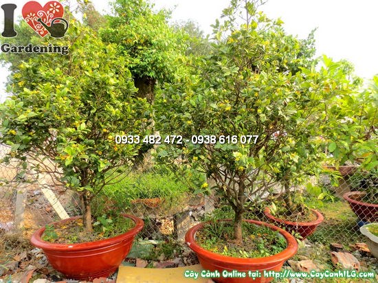 Cây mai đỏ cao 1,8m đang ra hoa đỏ tươi rực rỡ