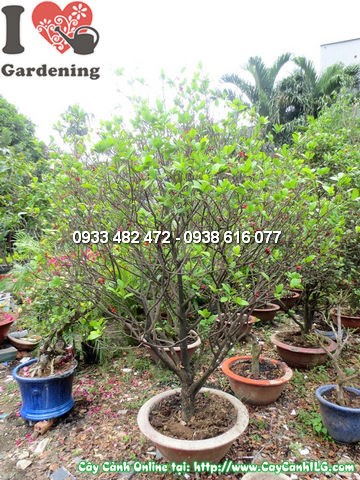 Gốc cây mai đỏ lớn khỏe mạnh, tán tròn đều