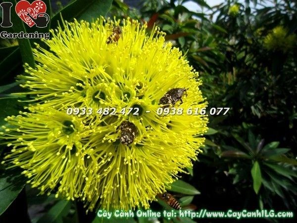 Mai thái vàng nở hoa rực rỡ