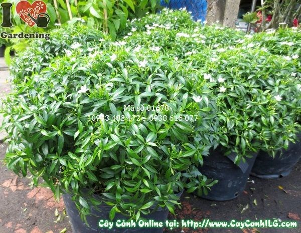 Hoa mai tiểu thư trắng thơm nở rộ