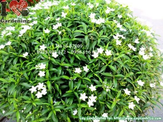 Cây mai tiểu thư 50cm tán 70cm đang ra hoa trắng đẹp