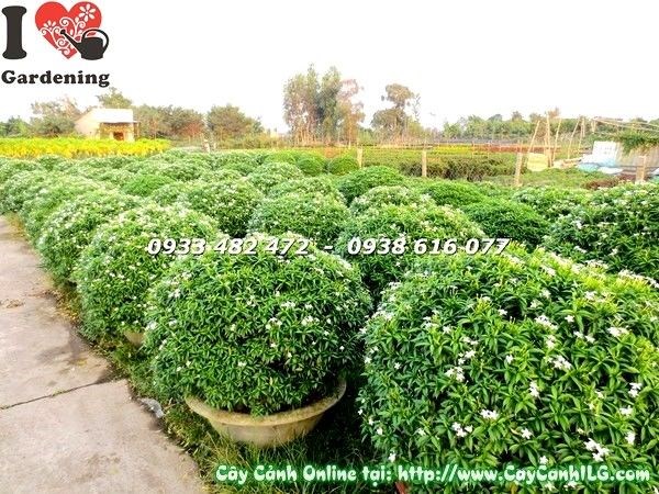Cây mai tiểu thư cắt tròn trồng sân vườn cảnh quan