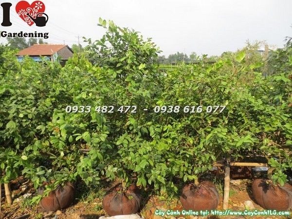 Cây mai tứ quý ngoài sân, hấp thụ nắng ra hoa rực rỡ