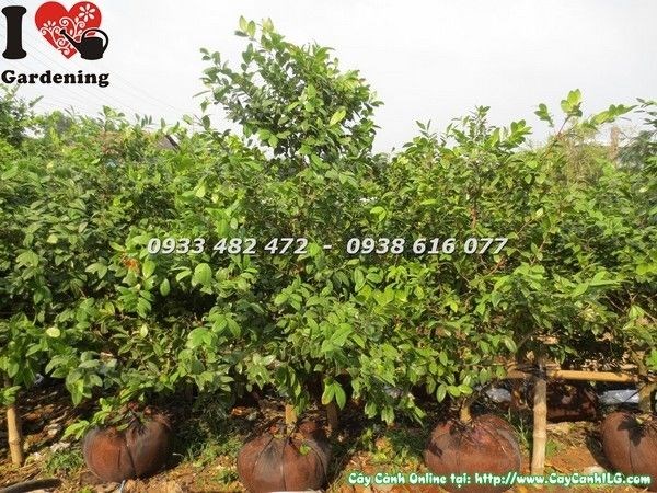 Cây mai tứ quý gốc đẹp – chi tiết thân cành
