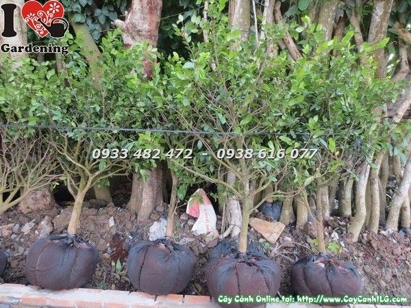 Hoa mai tứ quý màu đỏ rực rỡ nở quanh năm