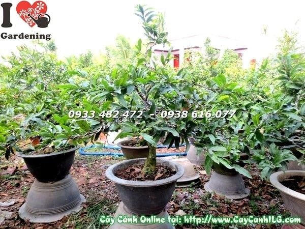 Cây mai vàng cao 60cm hoa nở vàng rực