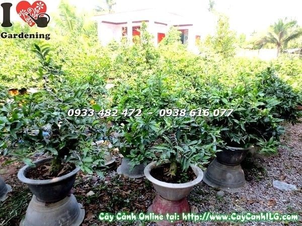 Cây mai vàng chiết cành tại vườn ILG