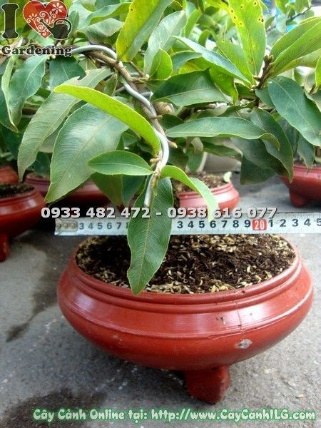 Cây mai vàng 65cm đã tạo hình đẹp sẵn sàng chưng Tết