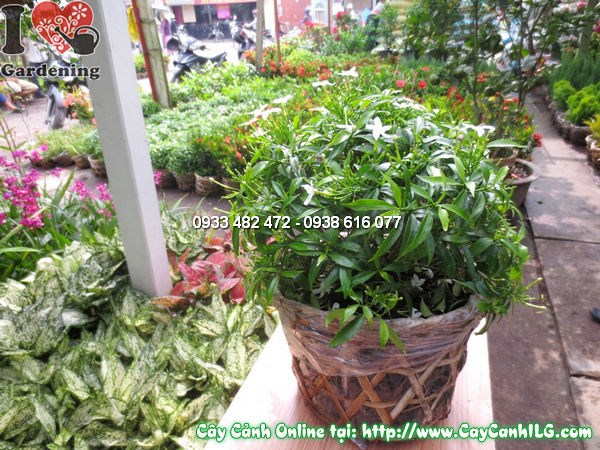 Cây mai vạn phúc cao 30cm – cây giống nhỏ xinh tán vòm xanh mướt