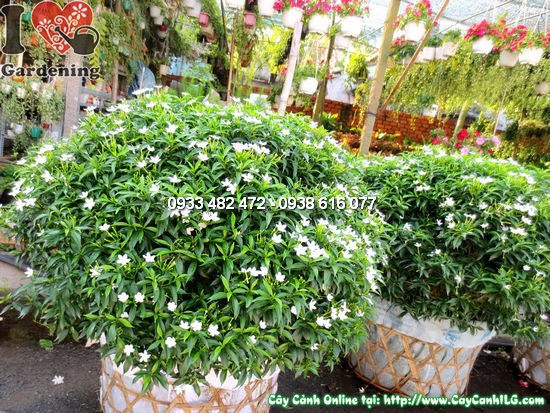Cây mai vạn phúc 50cm lá xanh bóng tươi tốt tại vườn ILG
