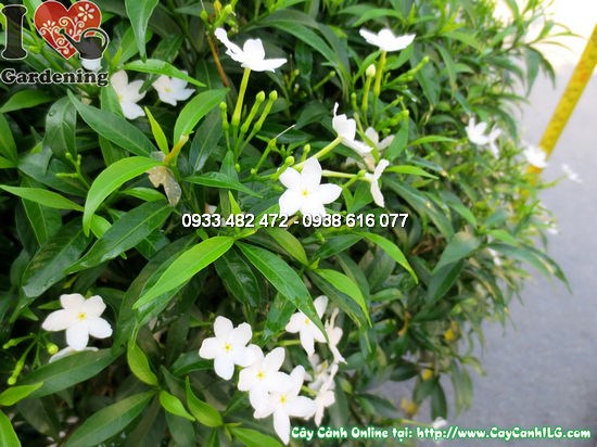 Tán cây mai vạn phúc 50cm sau khi cắt tỉa gọn đẹp