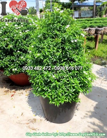 Cây mai vạn phúc cắt tháp 60cm – hoa trắng nhỏ nở thành cụm, hương thơm nhẹ
