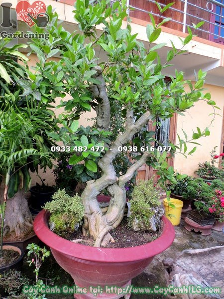 cành hoa mai xanh lam tím bonsai cao 1.7m