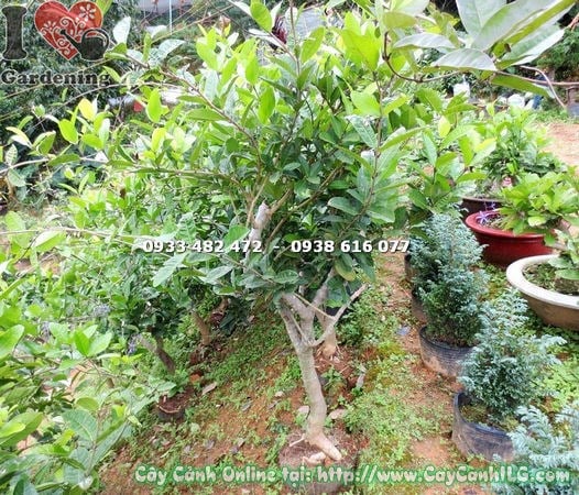 Cây mai xanh gốc lớn cao 140cm trang trí sân vườn