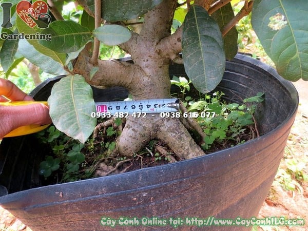 Cây mai xanh gốc lớn cao 50cm hoa tím mộng mơ
