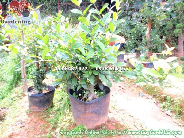 Cây mai xanh gốc lớn cao 50cm dáng bonsai nhỏ gọn