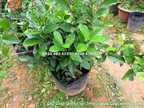Hoa cây mai xanh gốc lớn cao 50cm tím mộng mơ