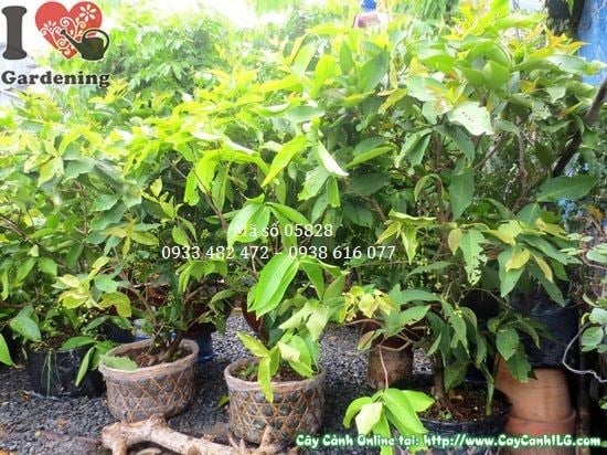 Cây mận có hoa và trái – kích thước 1,3m tại vườn ILG