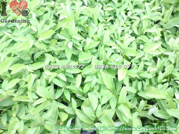 Cây mãng cầu giống khỏe mạnh chuẩn bị trồng ra vườn