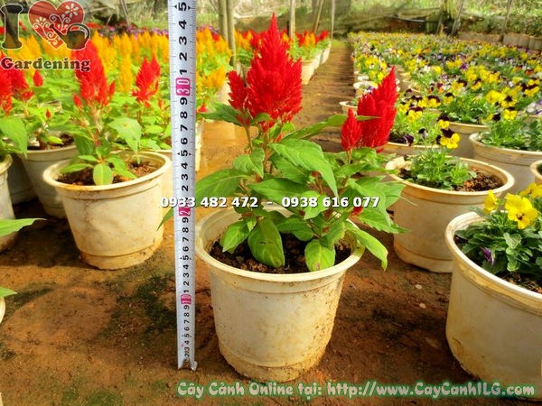 Cây mào gà mỹ hoa đỏ – đặc điểm hoa đẹp nổi bật