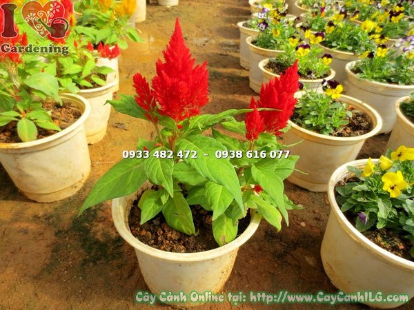 Cây mào gà mỹ hoa đỏ ms 14701 – trồng trang trí sân vườn