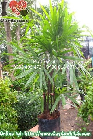 Cây mật cật cao 1m2 tại vườn ILG TP.HCM