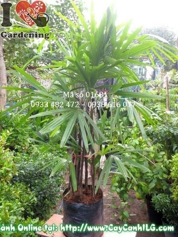 Chăm sóc cây mật cật cắt tỉa tạo dáng