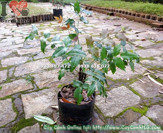 đặc điểm cây mật gấu giống cao 40cm
