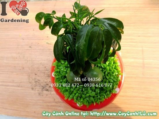 Cây may mắn cẩm thạch 10cm trang trí bàn làm việc