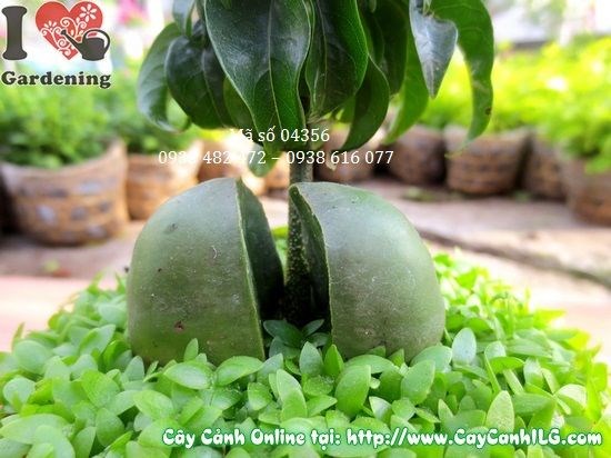 Chăm sóc cây may mắn cẩm thạch 10cm tại nhà