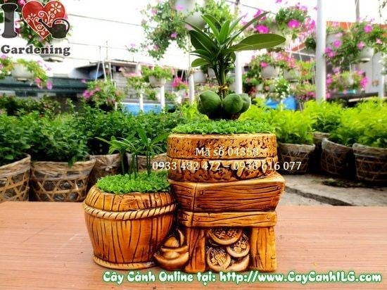 Cây May Mắn Song Đôi cao 15cm – chậu cảnh để bàn phong thủy