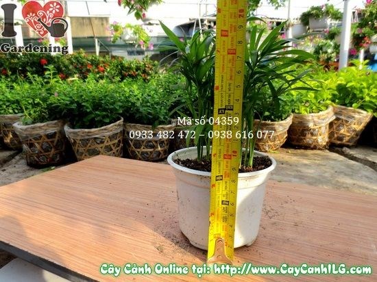Cây May Mắn Tiểu Trâm mini – trang trí nội thất văn phòng, bàn làm việc