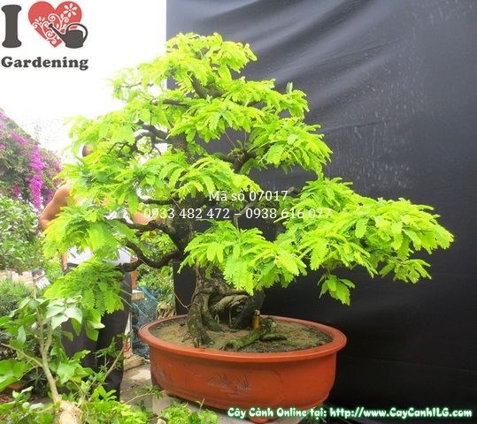 Cây me bonsai già dáng đẹp cao 1m hoành 41cm Ms 07017 - mặt chính diện 3
