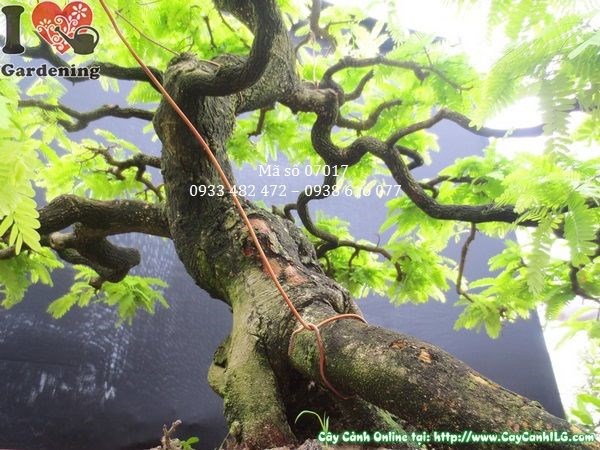 Cây me bonsai già dáng đẹp cao 1m hoành 41cm Ms 07017 - mặt chính diện 6