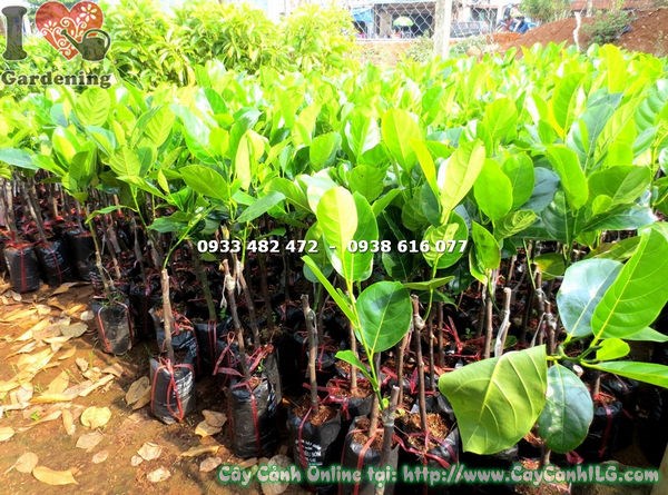 Cây mít siêu sớm giống 50cm – đặc điểm nổi bật