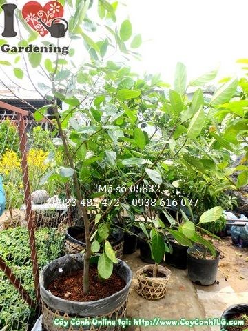 Trái mít thái sai quả trên cây cao 1,3m
