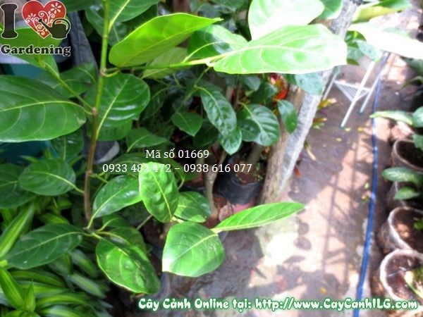 vườn cây mít thái giống cao 1m2 tại vườn ILG