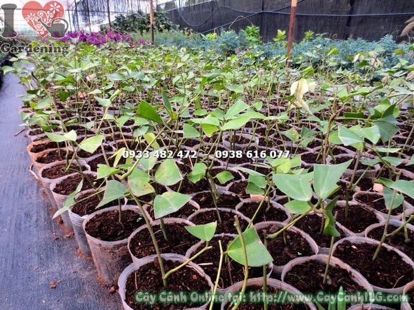 Cây móng cọp xanh giống cao 20cm – hình ảnh thực tế tại vườn ILG