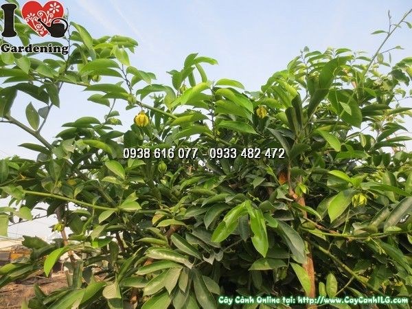 Cây móng rồng 2m leo giàn trang trí cảnh quan công trình