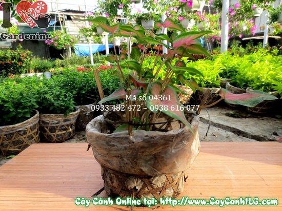 Chăm sóc cây môn lá đỏ cao 15cm – tưới nước, phân bón
