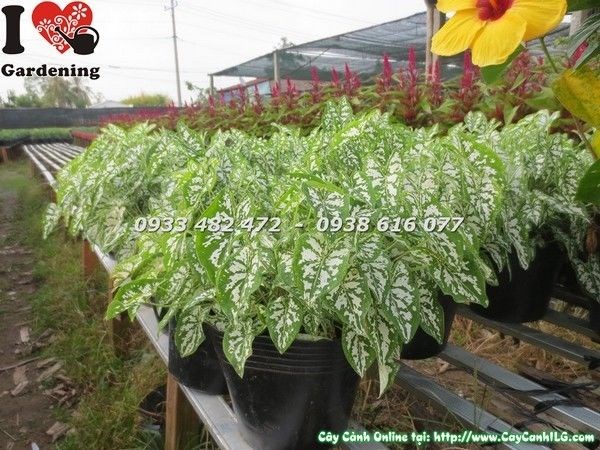 Cây Môn Trắng lớn đẹp trưởng thành