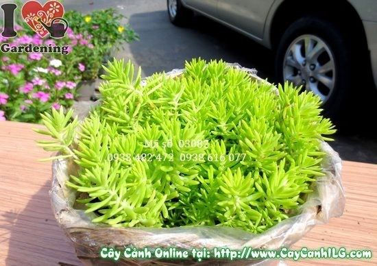 Cây Mười Giờ Pháp trồng thảm trang trí sân vườn – Ms 03082